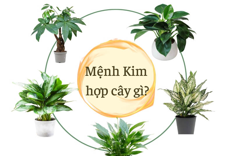 menh kim hop cay gi