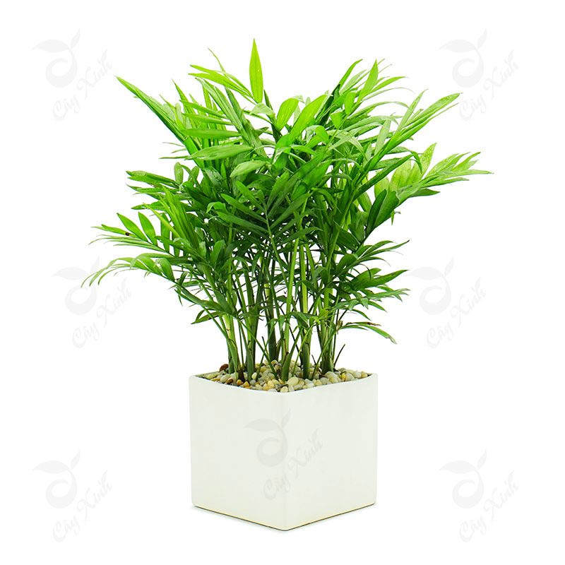 menh kim nen trong cay gi
