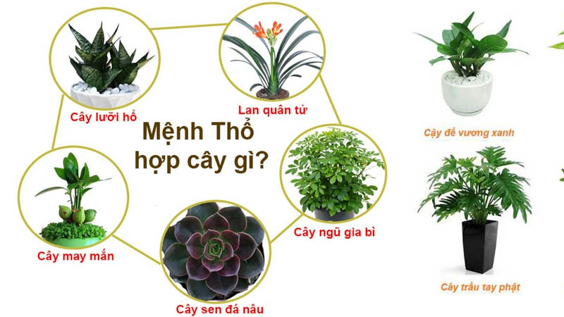 menh tho hop voi cay canh gi