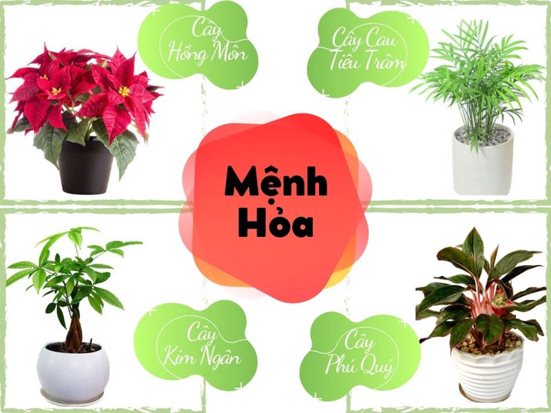 menh hoa hop cay gi