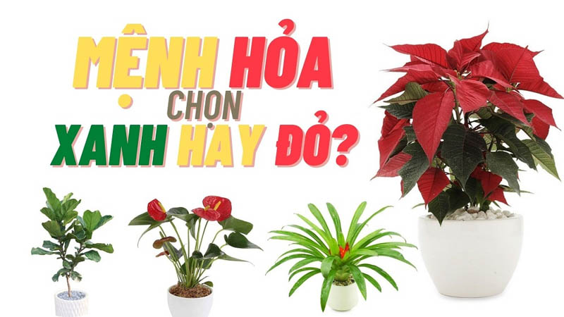 menh hoa trong cay gi